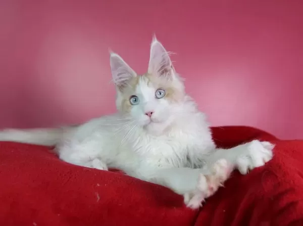 Mavi Gözlü Nadir Maine Coon Erkek