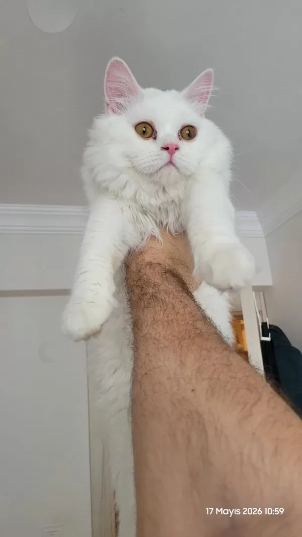 Beyaz British Longhair 5 Aylık
