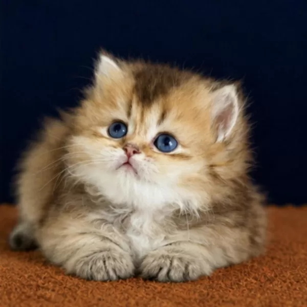 British Shorthair Ve Longhair Golden Yavrular