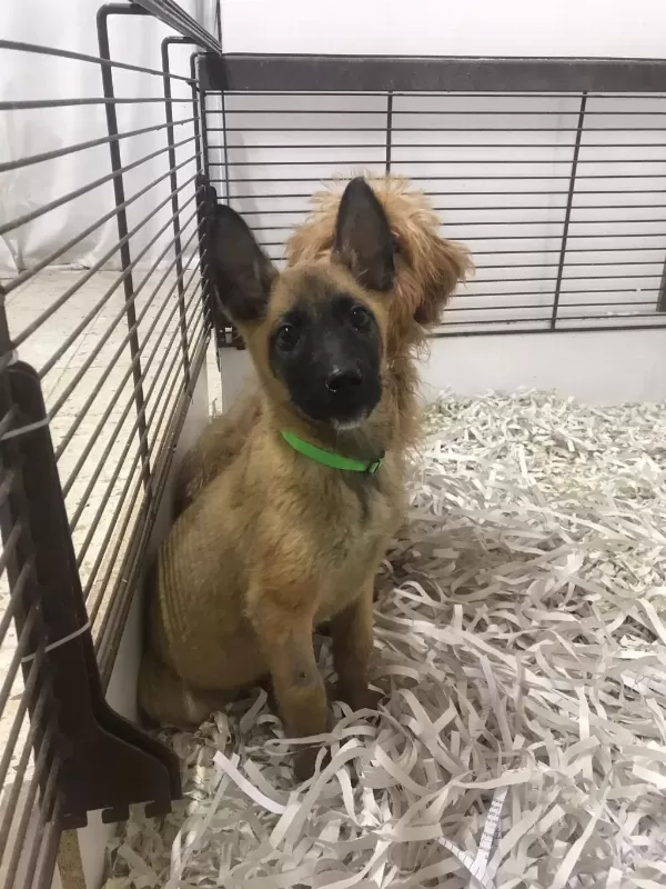 Kaliteli Ak47 Malinois