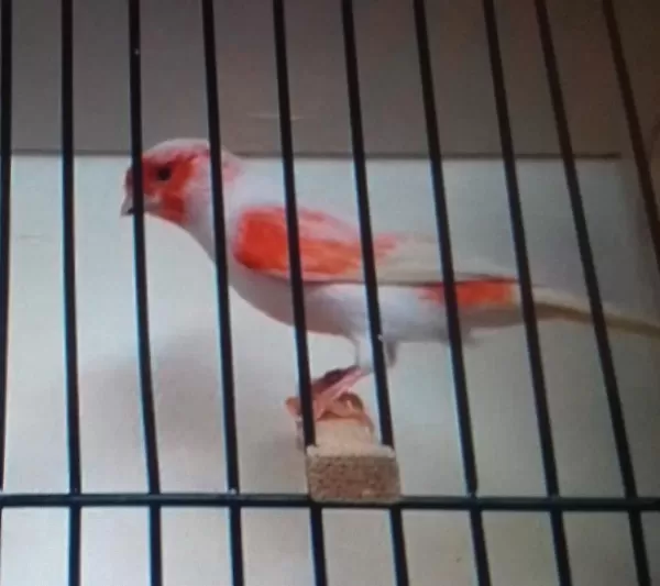 Eşsiz Üst Düzey Almozaik Kanaryalar