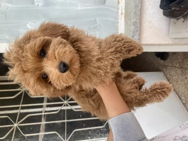 Mini Boy Maltipoo Oğlumuz
