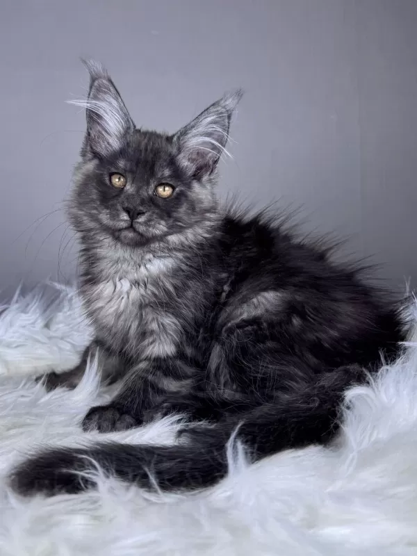 Black Smoke Dişi Maine Coon Wcf