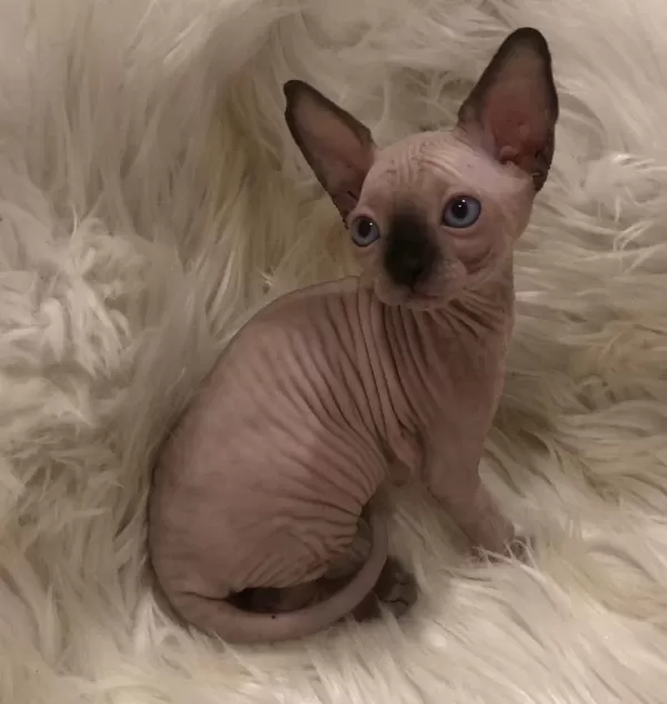 Sphynx Sfenks Dişi Erkek