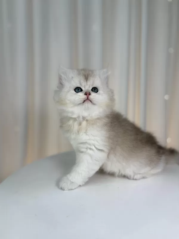 Show Class Silver British Yakışıklı