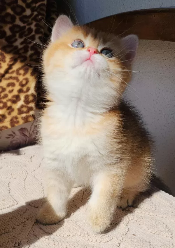 Safkan British Shorthair Ve Longhair Golden