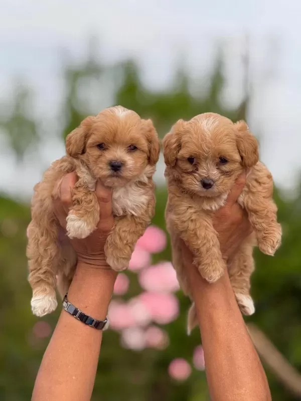 Teacup Korea Maltipoo Yavruları Rezerveye Açıktır