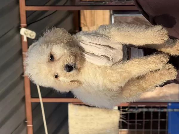 Standart Poodle Çok Şeker Yavrularım