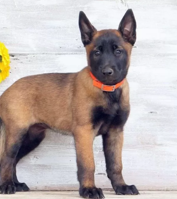 Ruhsatlı Resmi İşletmeden Taksit Avantajıyla Malinois