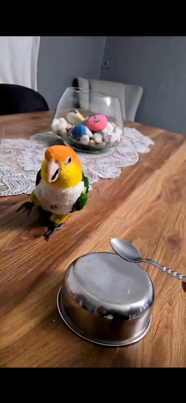 Full Evcil Portakal Kafa Caique