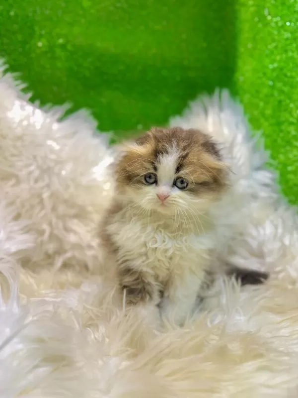 Bicolor Golden Scottish Fold Bebek