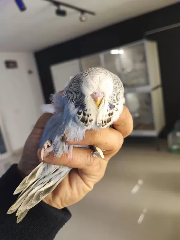 Yeme Yeni Düşecek Olan Vasıflı Show Jumbo Kuşlar