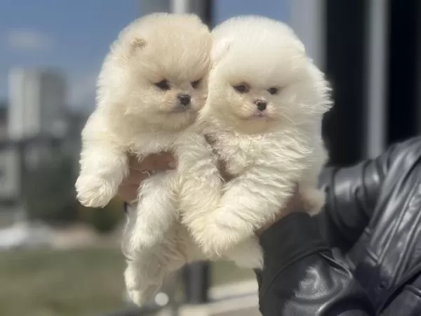 Petmode Köpek Çiftliğinden Tedy Face Pomeranian