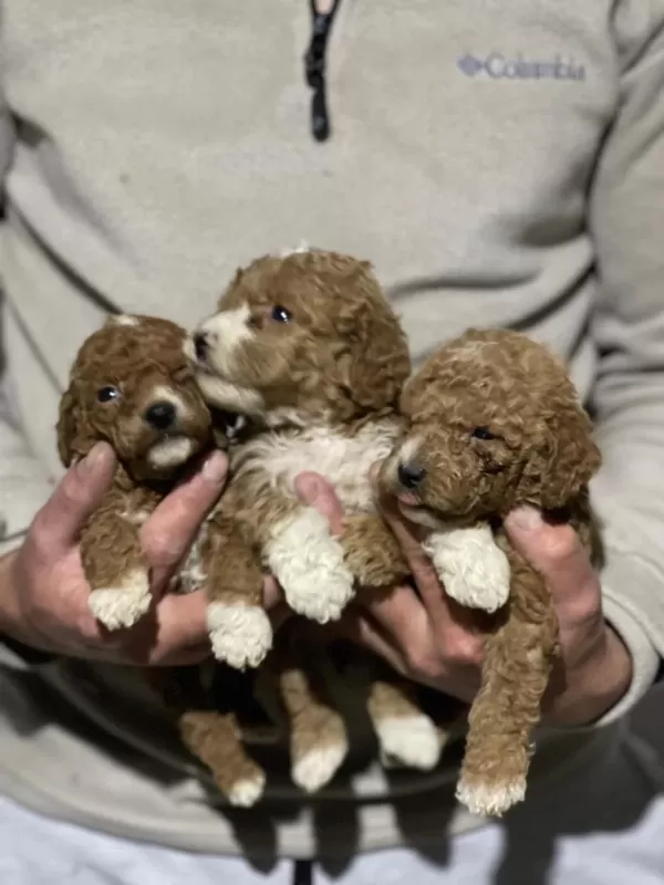 Orjinal Maltipoo Yavrularımız İçin Geç Kalmayın
