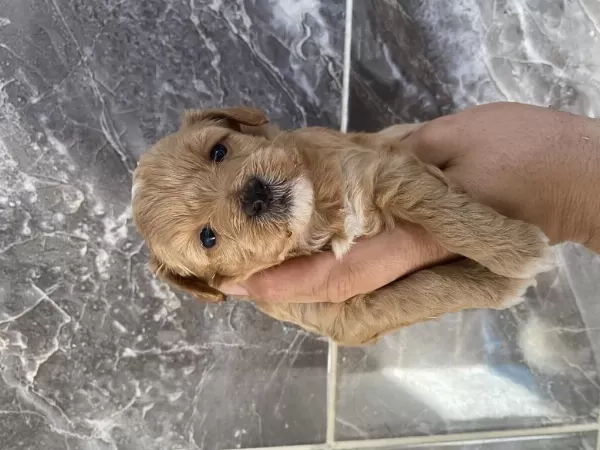 Orjinal Maltipoo Yavrular