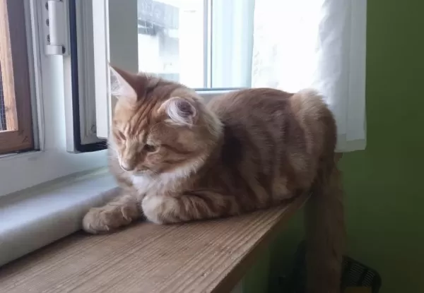 Xxxl Maine Coon Erkek Sari Özel Renk