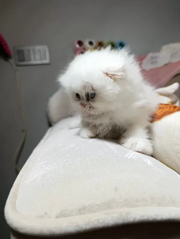 Son Scottish Fold Longhair Erkek Yavru