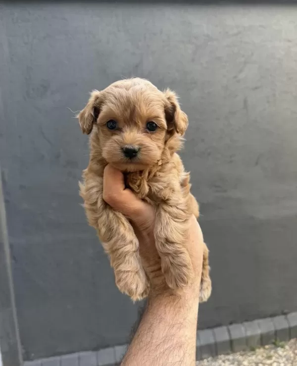 Tr Nin En İyi Teacup Kore Maltipoo Yavruları