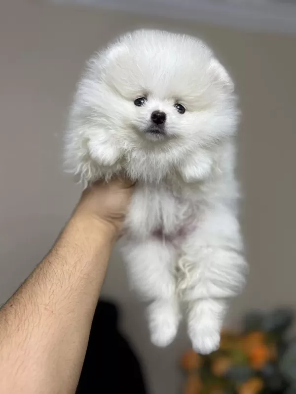 Kar Beyazi Pomeranian Bebeklerimiz
