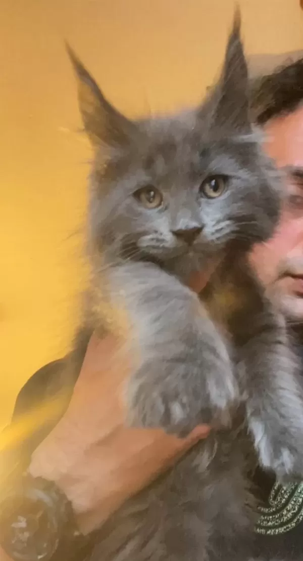 Xxxl 2 Erkek Yavru Maine Coon