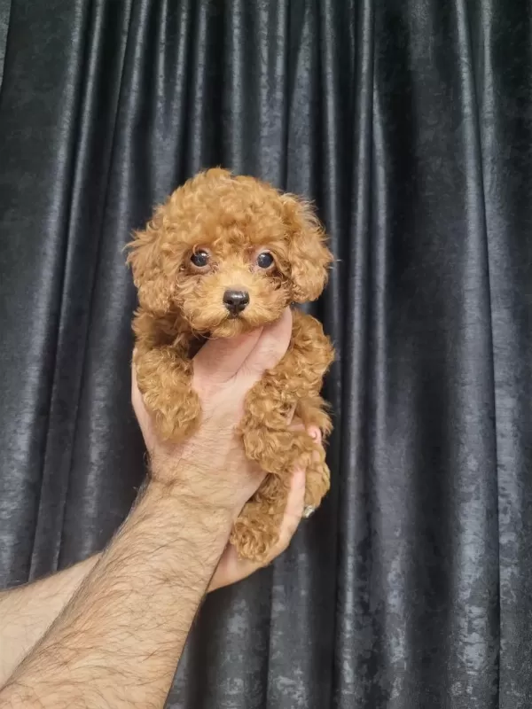 Teacup Kore Poodle Yavrular!