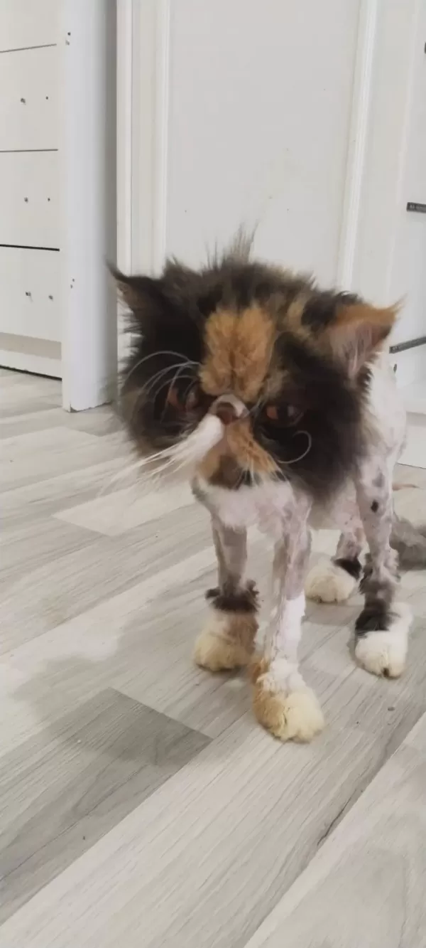 Egzotic Persian Longhair Dişi