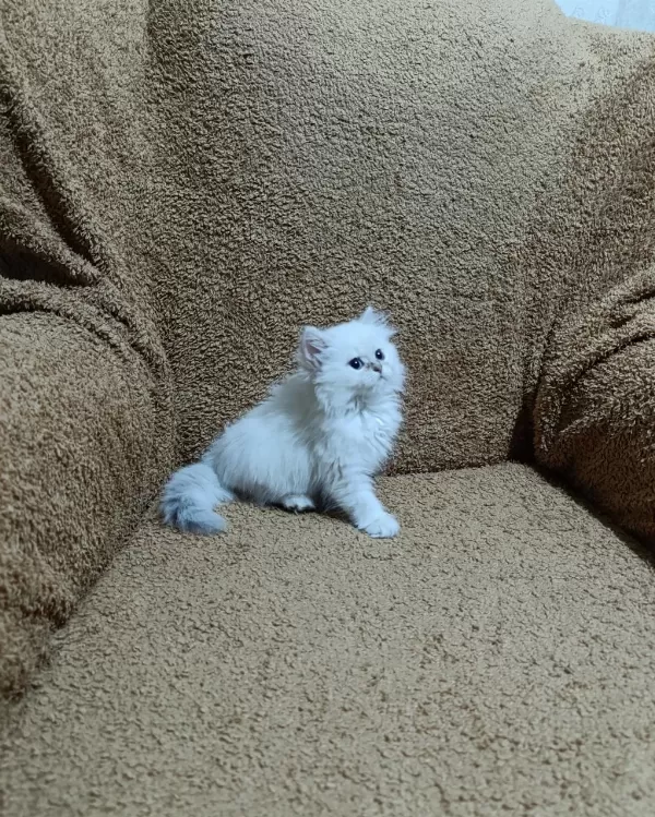 British Longhair Silver Point Kızımız