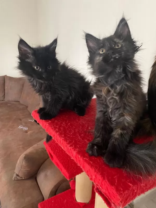 45 Günlük Kara Panter Maine Coon Kediler