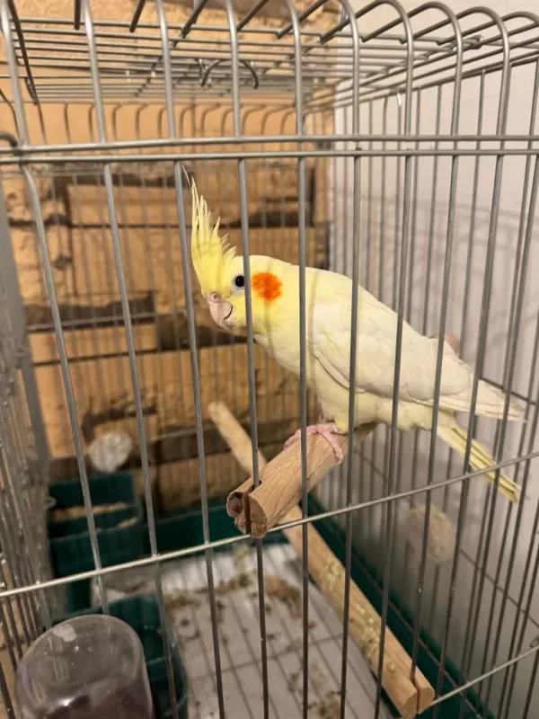 Ful Evcil Erkek Sultan Papağanı