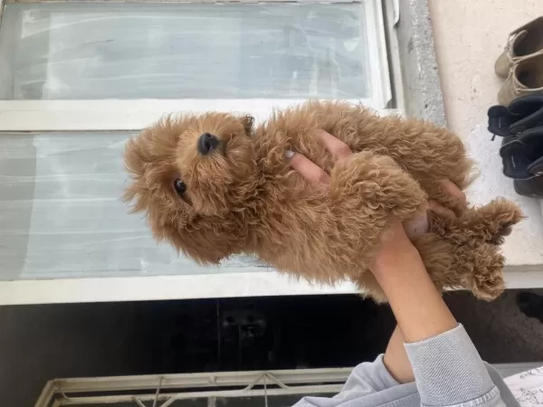 Mini Boy Maltipoo Oğlumuz