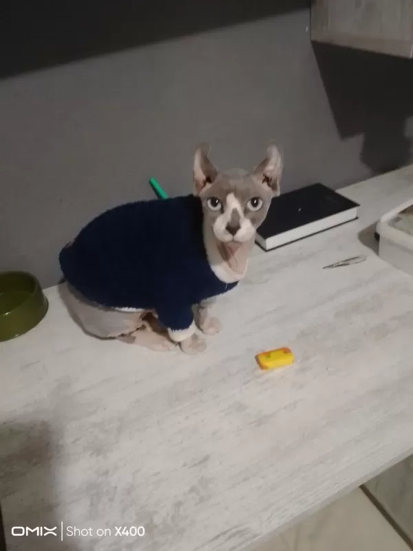 Harika Elf Sfenks Kedimiz