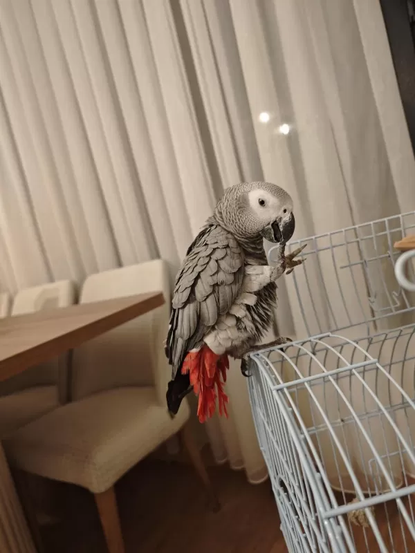 1 Yaşında Evcil Jako