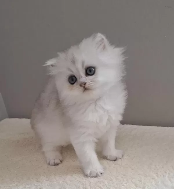 British Longhair Dişi