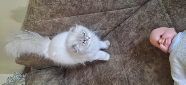 Şampiyon Scottish Fold Dişi
