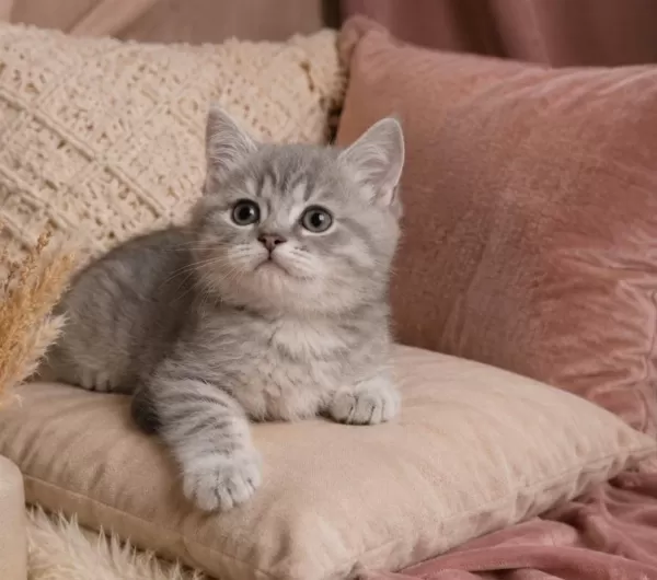 British Shorthair Whiskas Saf Kedimiz