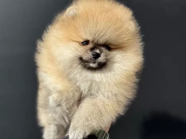 Ankaranın En Kaliteli Teddy Face Pomeranian Yavruları