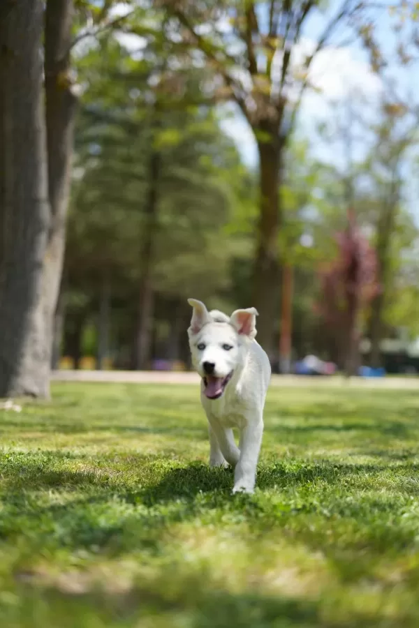 Muhteşem Husky Yavruları