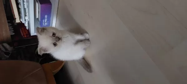 Yavru Scottish Fold Kedilerim