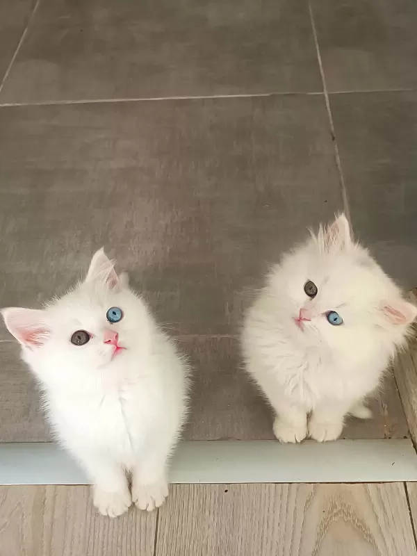 Çok Nadir Bulanan Pofuduk Yavru Kedimiz