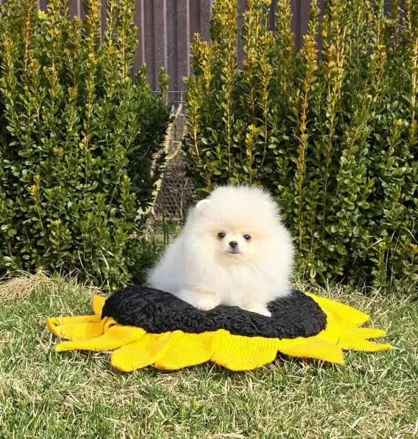 Pomeranian Boo Yavrularımız