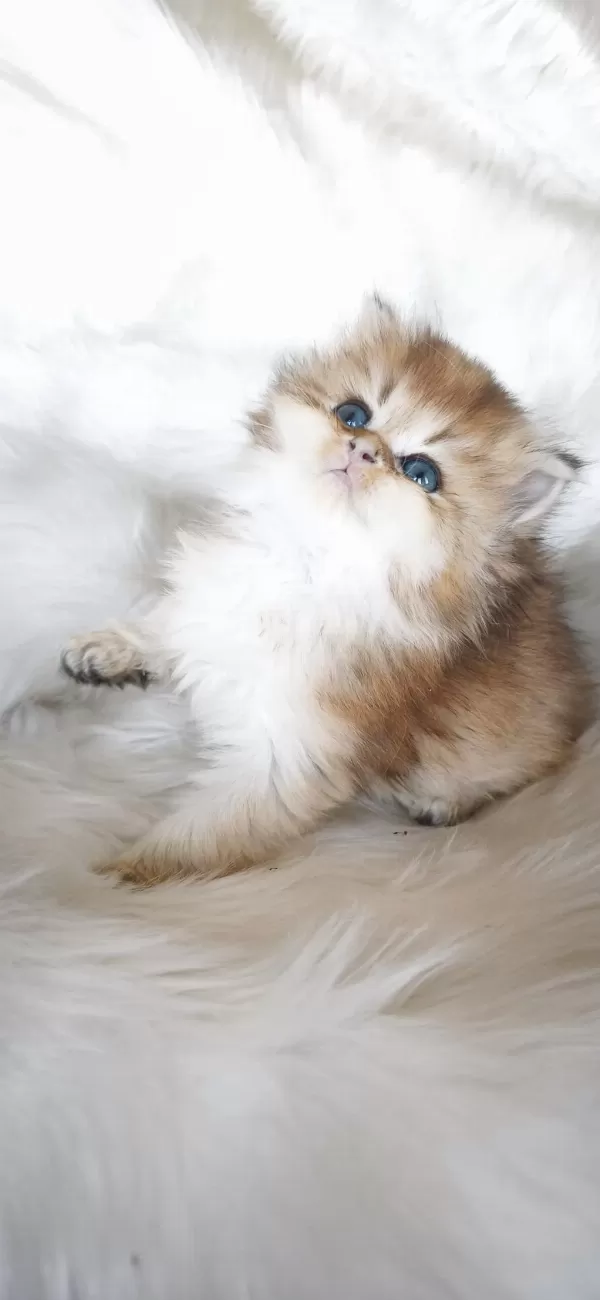 Ny25 Dişi British Longhair