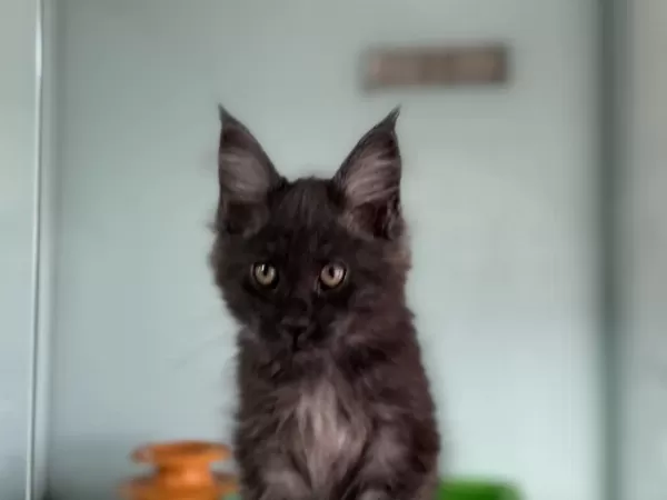 Yasal Ruhsatlı Çiftlikde Ziyarete Açık Maine Coon Lar