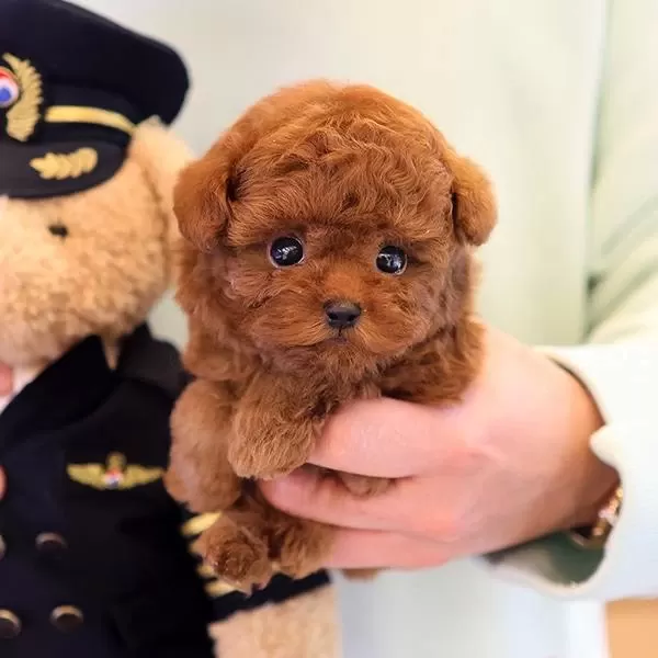 Korean Toy Poodle Yavrularim