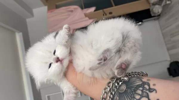 Eskişehir Tepebaşından British Longhair