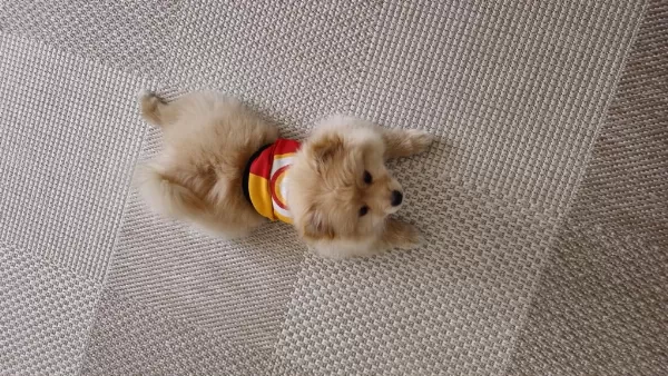 Pomeranian Köpeğimiz