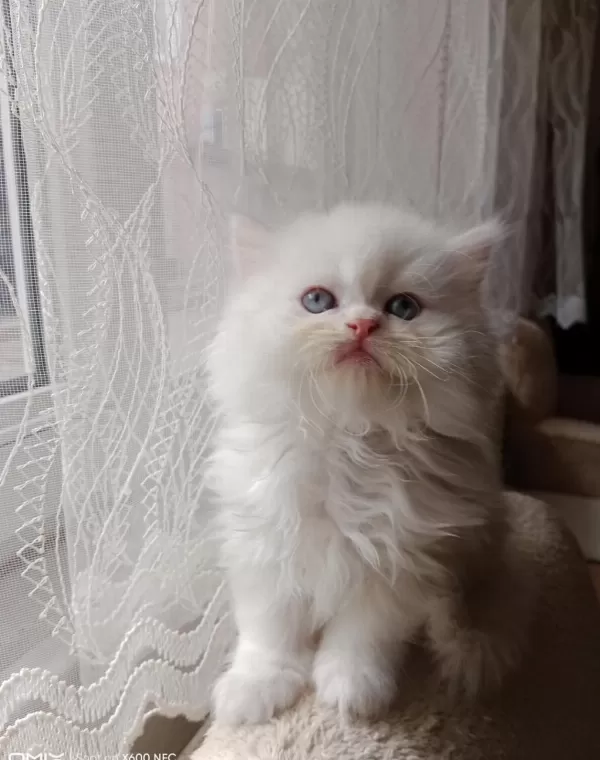2 Aylık Erkek İran Kedisi Sahibimi Arıyorum