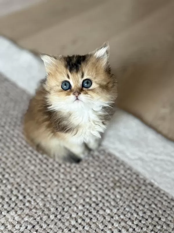 Golden British Longhair