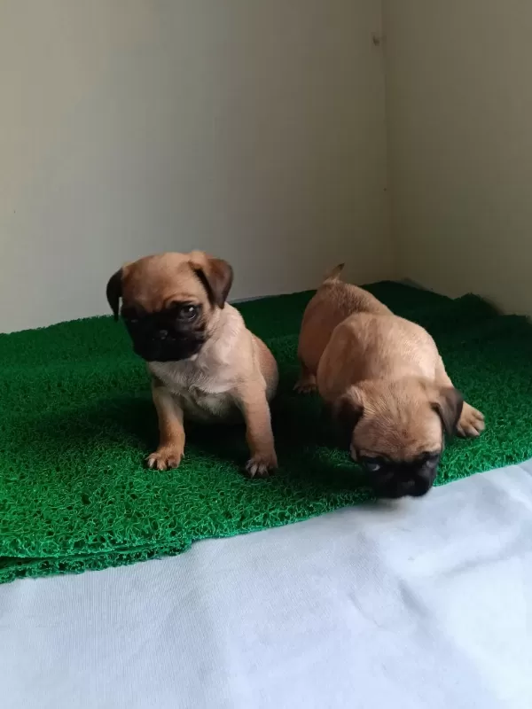 Pink Taşıyıcı Pug Yavrularımız