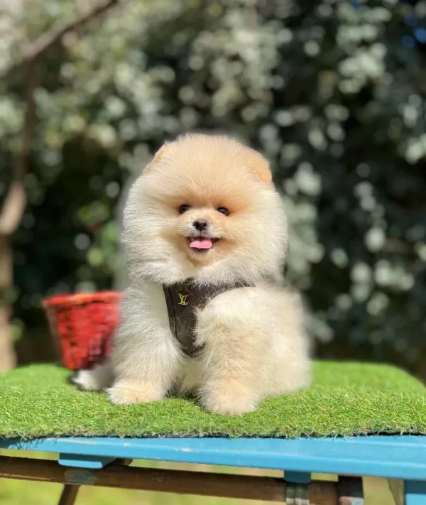 Safkan Pomeranian Boo Yavrularımız
