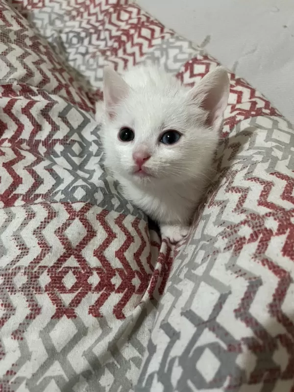 Van Kedisi Yavru İki Gözü Mavi